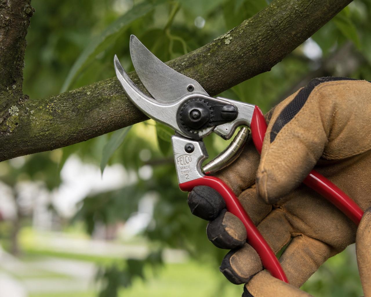 Tree Pruning & Trimming performed by Tree Daddy in a residential property
